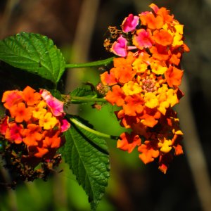 Orange flowers.jpg