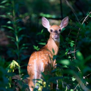 deer-0277-24-08-11.jpg