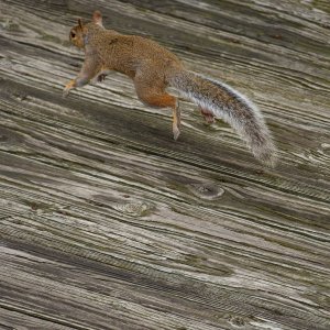 Squirrel Takes a Leap.jpeg