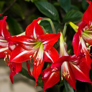 Red flower cluster.jpg