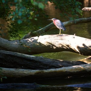 green-heron-0282-24-08-11.jpg