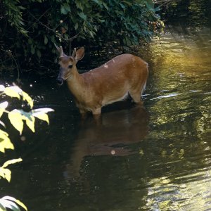 deer-0293-24-08-13.jpg