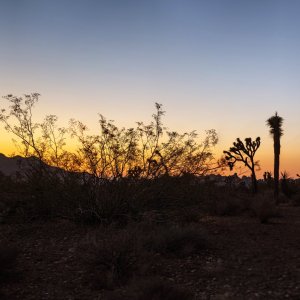 Joshua Tree -Sunset 2 - 5000px.jpg