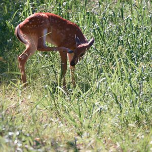 deer-0288-24-08-11.jpg