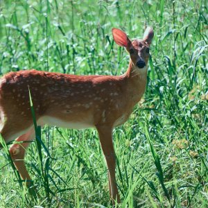 deer-0290-24-08-11.jpg