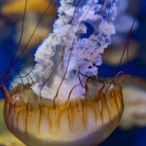 Aquarium of the Pacific - 2500px-22.JPG