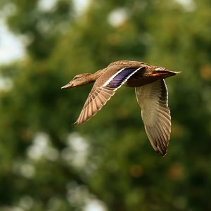 mallard-duck-0309-24-08-15.jpg