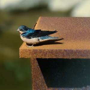 barn-swallow-0299-24-08-13.jpg