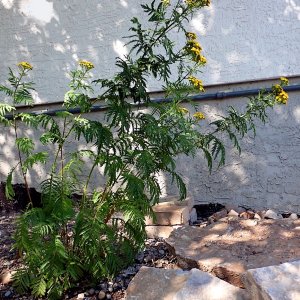 Tansy_432.jpg