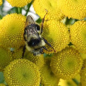 Tansy2_0767.jpg