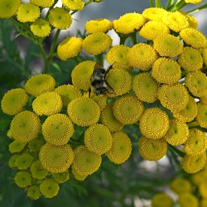 Tansy1_0770.jpg