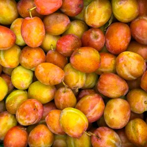 Plums-20240817-1.jpg