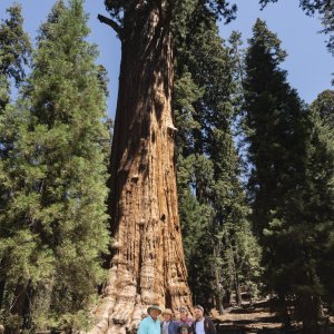 Sequoia NP - Three Rivers - 2500px-73.jpg