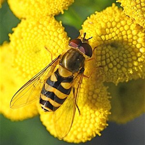 HoverflyTansy_n0776.jpg