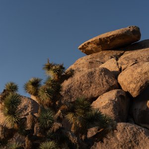 Joshua Tree - 2500px-52.JPG