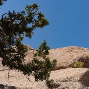 Joshua Tree - 2500px-26.JPG