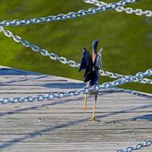 Greenie on the Pier.jpeg