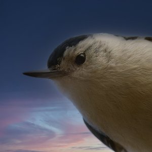 white-breasted-nuthatch-0012-24-08-23.jpg