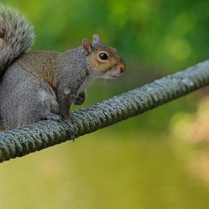 Just Hanging Out on the Boardwalk Rope.jpeg