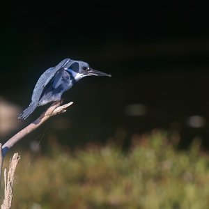 kingfisher-0334-24-09-01.jpg