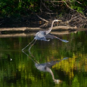 gbh-0337-24-09-01.jpg