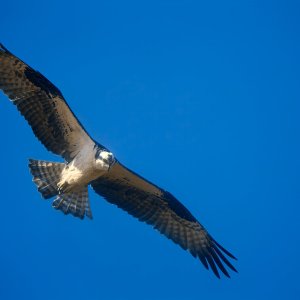 osprey-0343-24-09-02.jpg