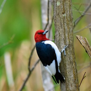 red-headed-woodpecker-0015-24-07-28.jpg