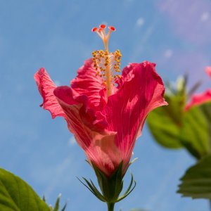 Flower_IMG_0520.jpg