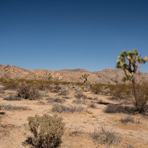 Joshua Tree - 2500px-5.JPG