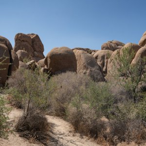 Joshua Tree - 2500px-16.JPG