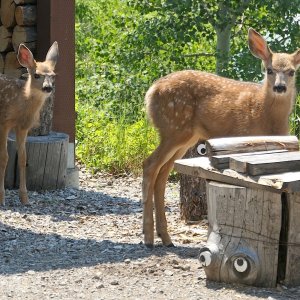 Fawns4_688A.jpg