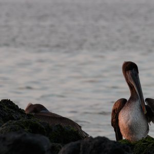 Galapagos_IMG_3970.jpg