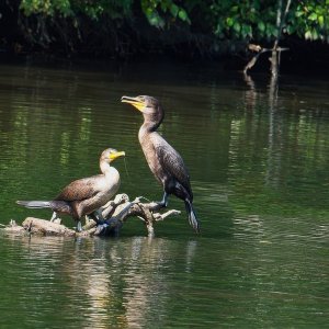 Two Cormorants on the Banches.jpeg