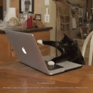 iPhone tracking time - cat.gif