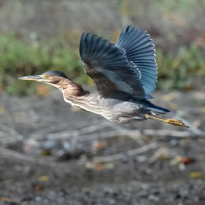 green-heron-002.jpg