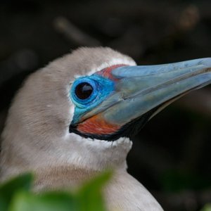 Galapagos_IMG_4141.jpg