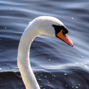 Swan20240918.jpg