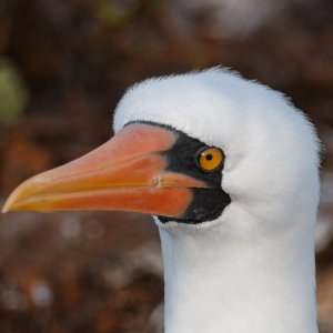 Galapagos_IMG_4260.jpg