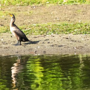 Double-crested Cormorant 9-20-204.jpg