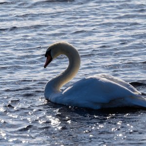 Swan20240918-2.jpg