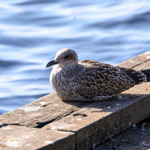 Lochwinnoch20240918-2.jpg