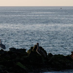 Galapagos_IMG_3926.jpg