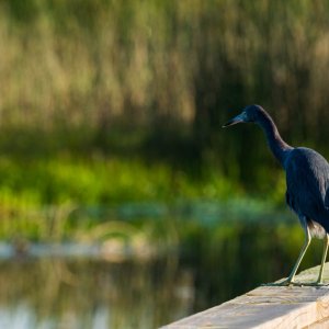 Wetlands Sept 2024 - 2500px-1.jpg