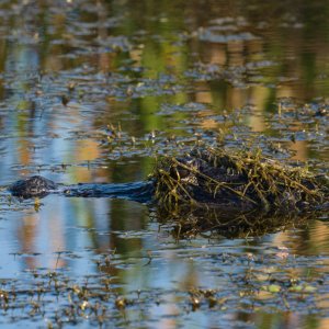 Wetlands Sept 2024 - 2500px-3.jpg