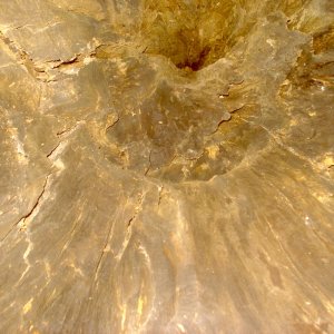 inside a hollow tree trunk looking up.JPG