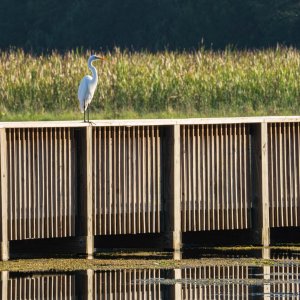 Wetlands Sept 2024 - 2500px-6.jpg