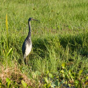 Wetlands Sept 2024 - 2500px-7.jpg