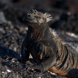 Galapagos_IMG_4818.jpg