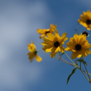 Flower Field-2000px-3.jpg