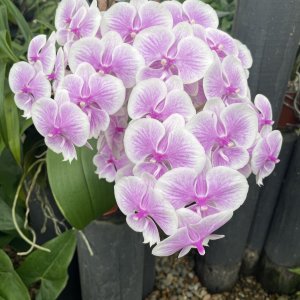 orchid01.JPG